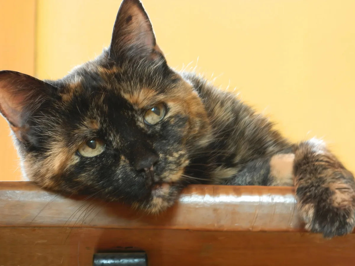 Xuli, la gatita carey que inspira Carey Accesorios